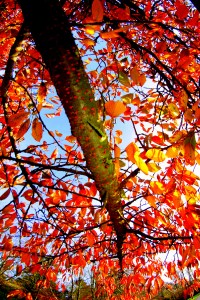 arbre en automne - Maxime JULLIANMTC