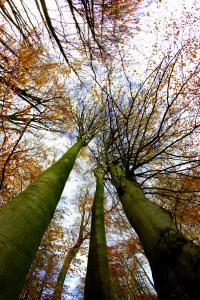 arbres en automne - MTC Maxime JULLIAN